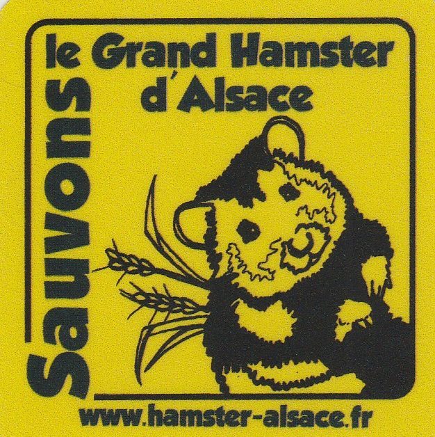 Grand Hamster d'Alsace